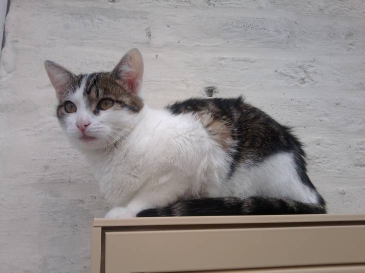 Tigrou - Mâle (4 ans)