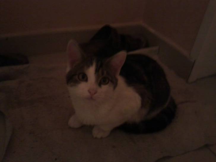Tigrou - Mâle (4 ans)