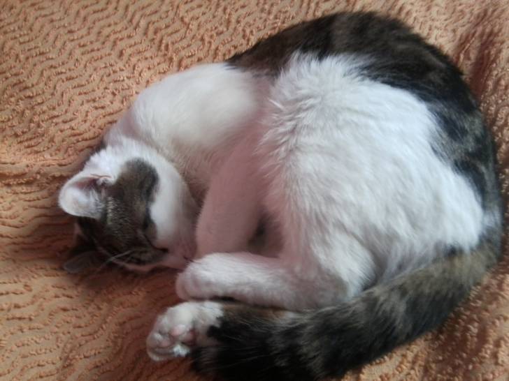 Tigrou - Mâle (4 ans)