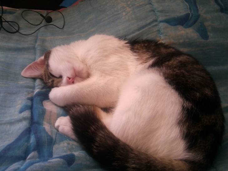 Tigrou - Mâle (4 ans)