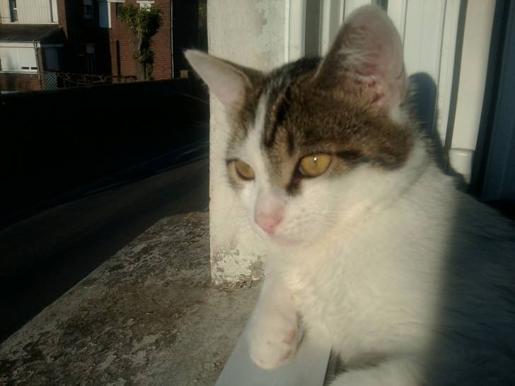 Tigrou - Mâle (4 ans)