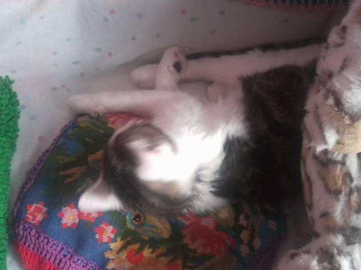 Tigrou - Mâle (4 ans)