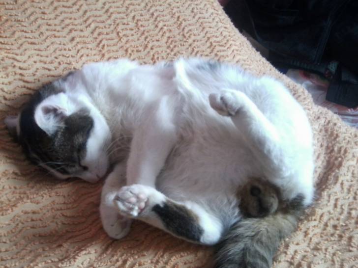 Tigrou - Mâle (4 ans)