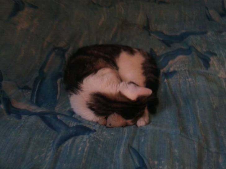 Tigrou - Mâle (4 ans)