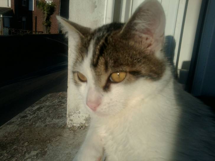 Tigrou - Mâle (4 ans)