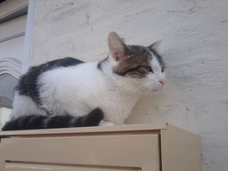 Tigrou - Mâle (4 ans)