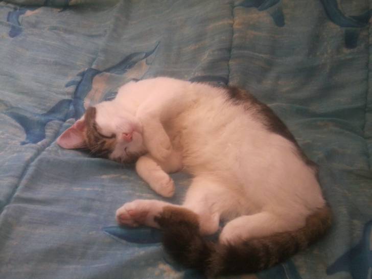 Tigrou - Mâle (4 ans)