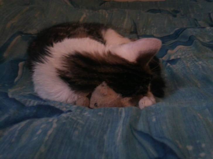 Tigrou - Mâle (4 ans)