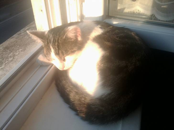 Tigrou - Mâle (4 ans)