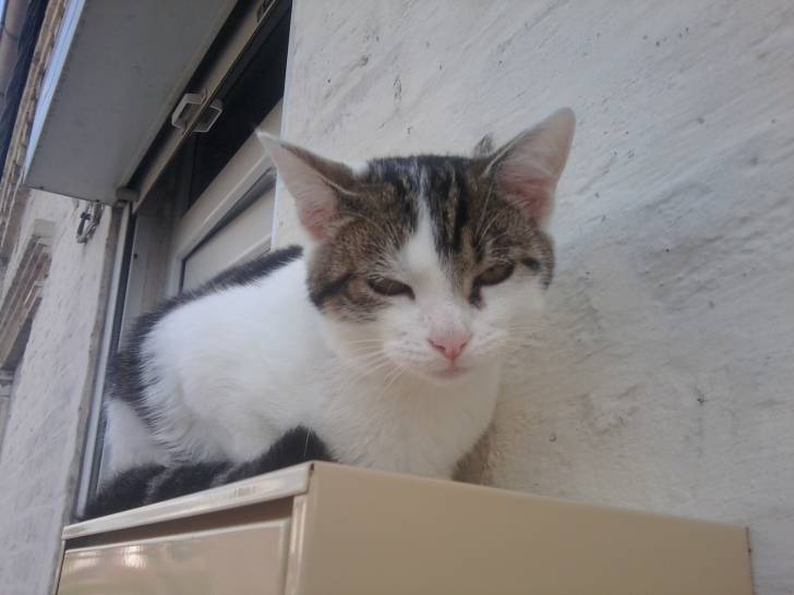 Tigrou - Mâle (4 ans)