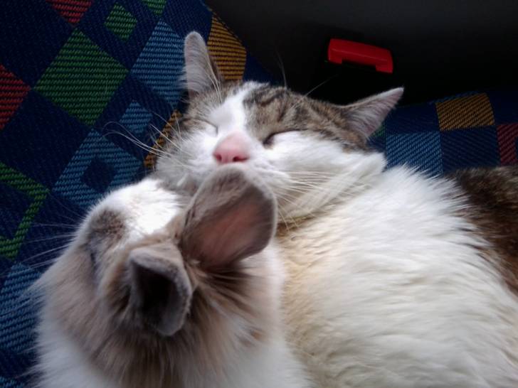 Tigrou - Mâle (4 ans)