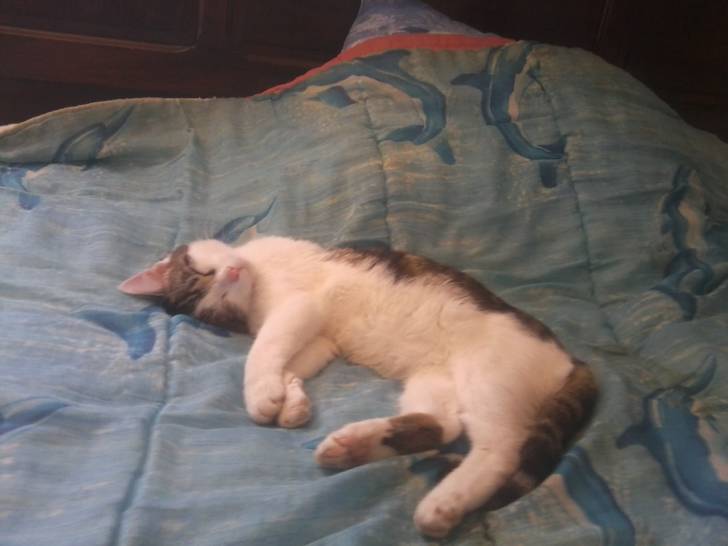 Tigrou - Mâle (4 ans)