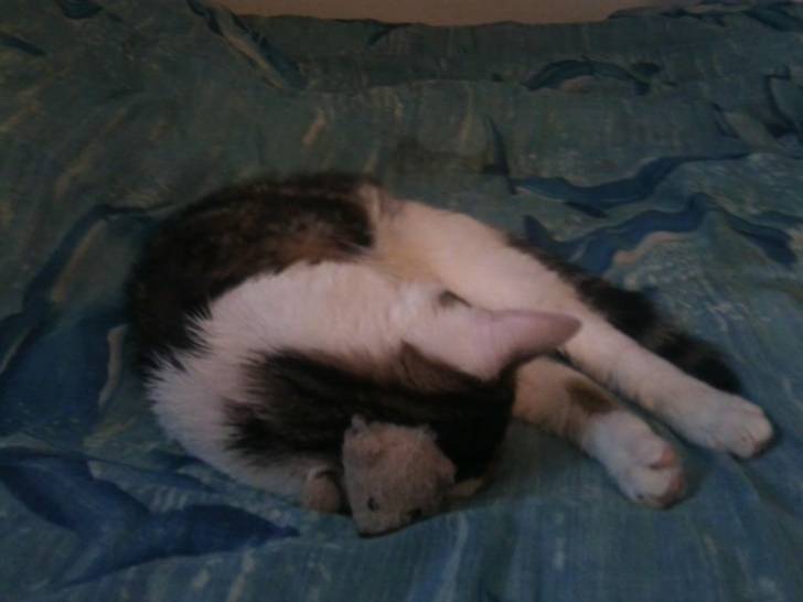 Tigrou - Mâle (4 ans)