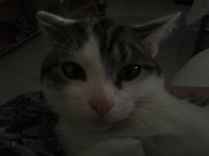 Tigrou - Mâle (4 ans)