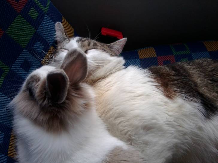 Tigrou - Mâle (4 ans)