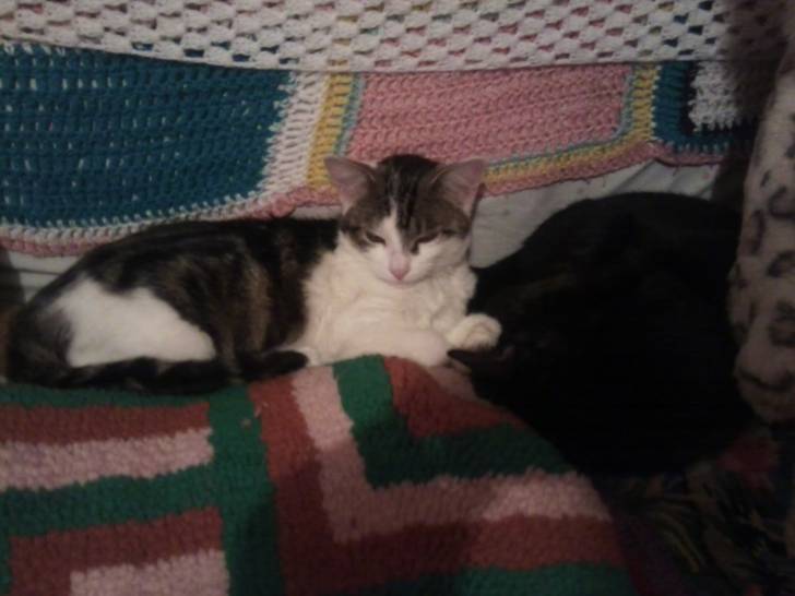 Tigrou - Mâle (4 ans)