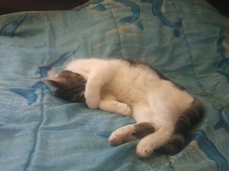 Tigrou - Mâle (4 ans)