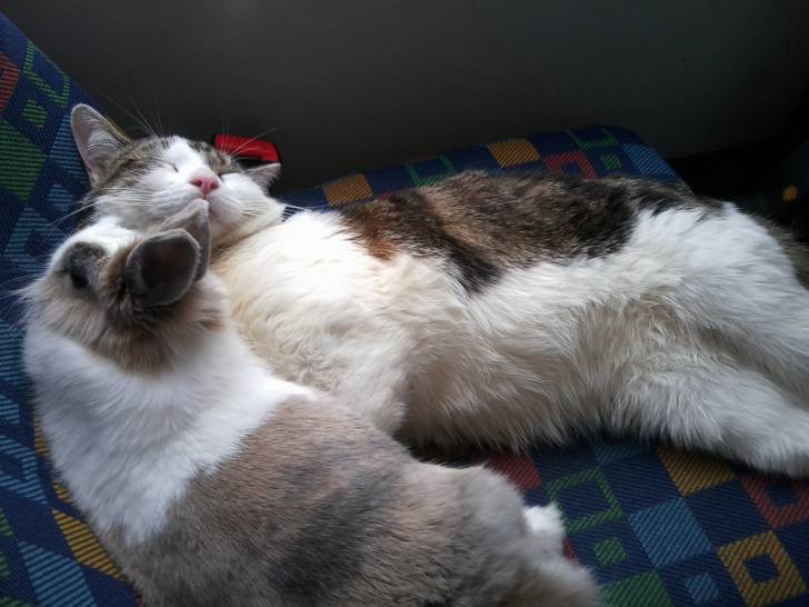 Tigrou - Mâle (4 ans)
