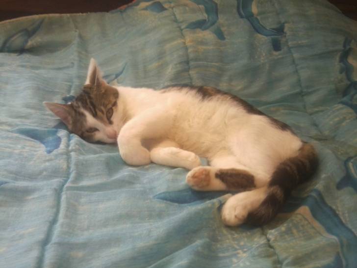 Tigrou - Mâle (4 ans)