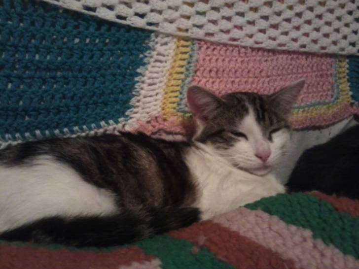 Tigrou - Mâle (4 ans)