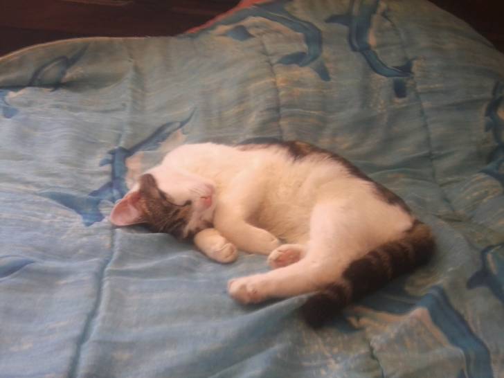 Tigrou - Mâle (4 ans)