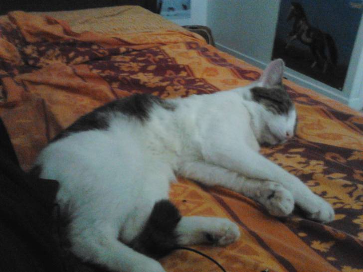 Tigrou - Mâle (4 ans)