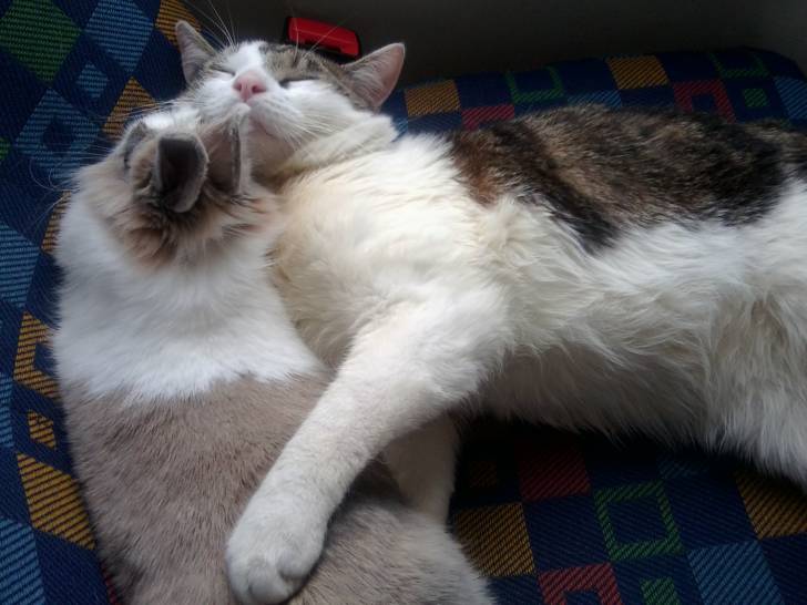Tigrou - Mâle (4 ans)