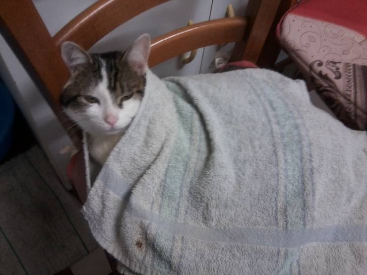 Tigrou - Mâle (4 ans)