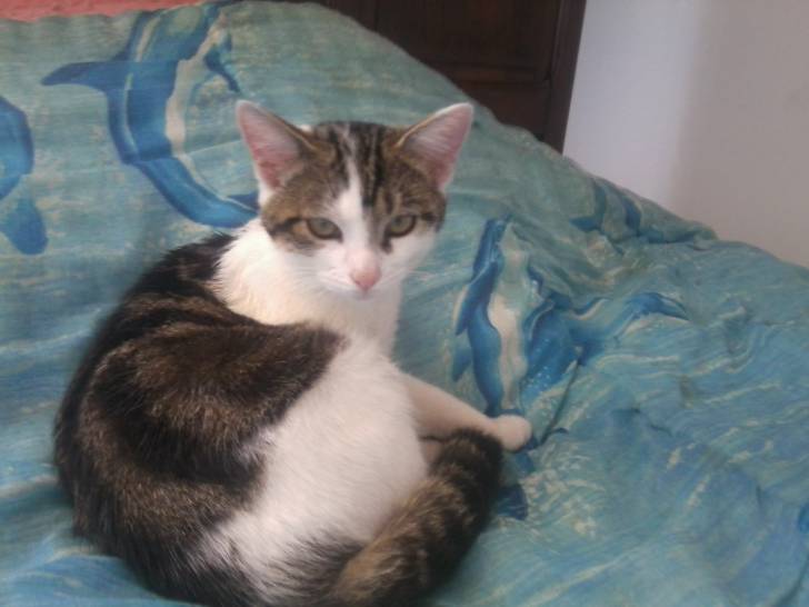 Tigrou - Mâle (4 ans)