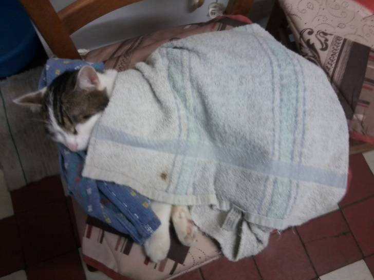 Tigrou - Mâle (4 ans)