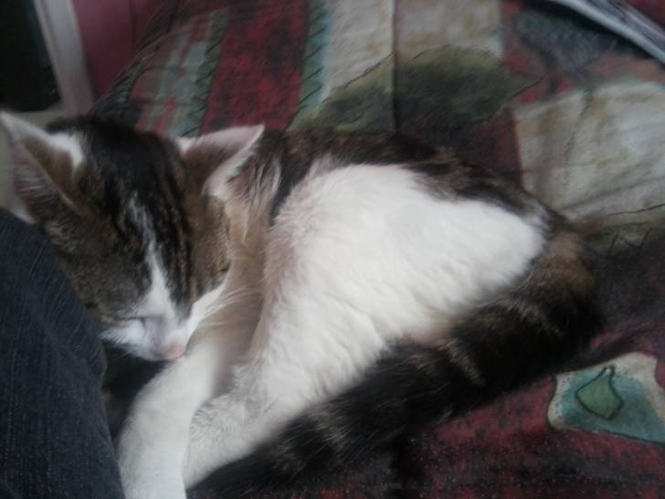 Tigrou - Mâle (4 ans)