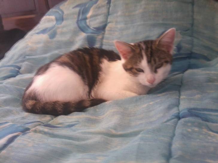 Tigrou - Mâle (4 ans)