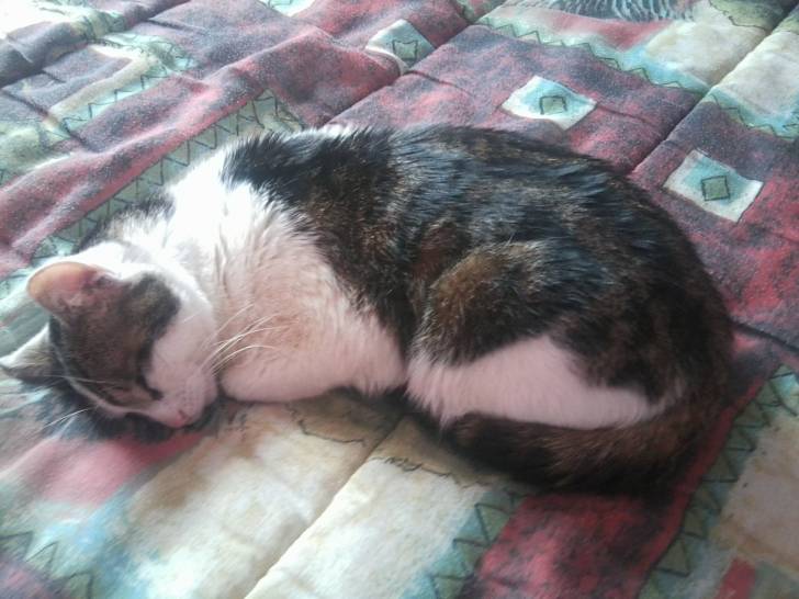 Tigrou - Mâle (4 ans)