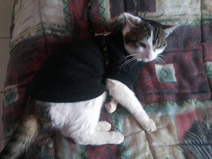 Tigrou - Mâle (4 ans)