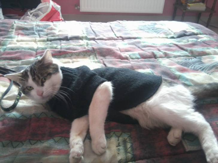 Tigrou - Mâle (4 ans)