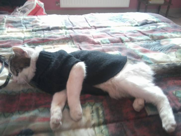 Tigrou - Mâle (4 ans)