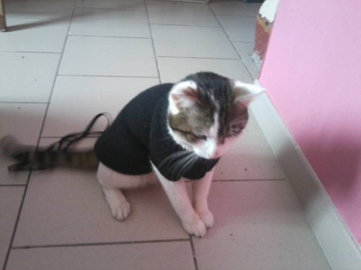 Tigrou - Mâle (4 ans)