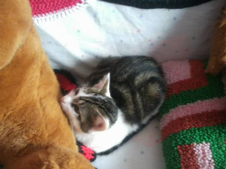 Tigrou - Mâle (4 ans)