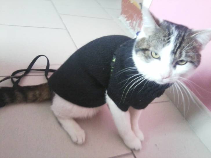 Tigrou - Mâle (4 ans)