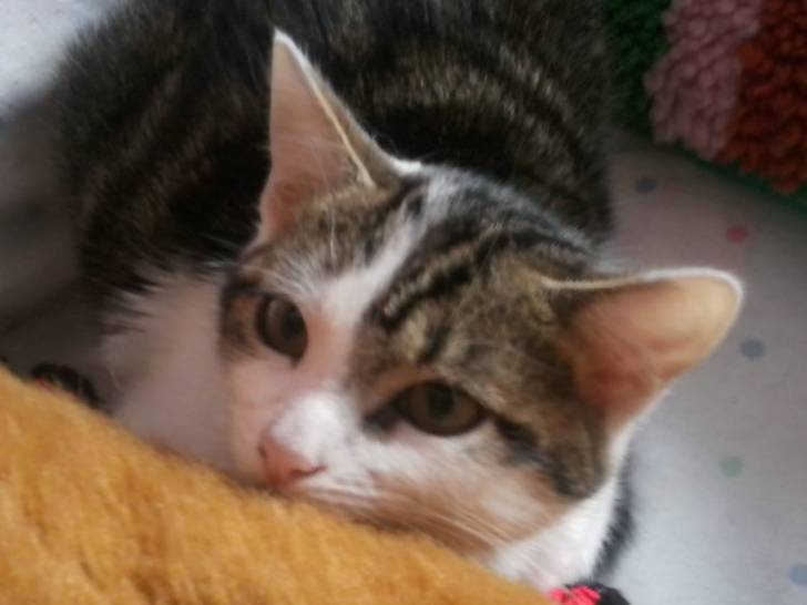 Tigrou - Mâle (4 ans)