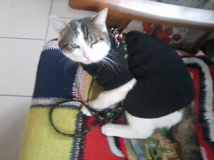 Tigrou - Mâle (4 ans)