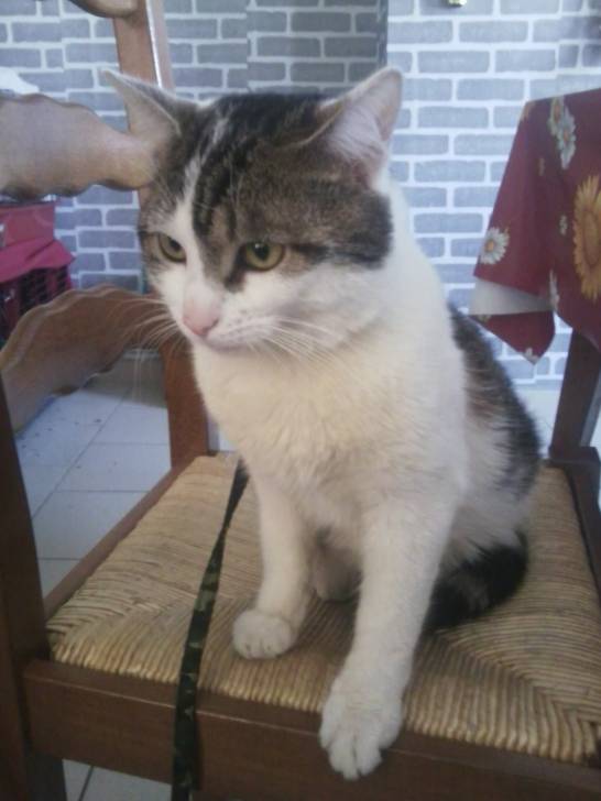 Tigrou - Mâle (4 ans)