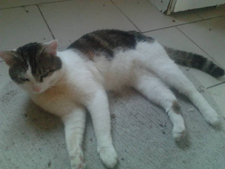 Tigrou - Mâle (4 ans)