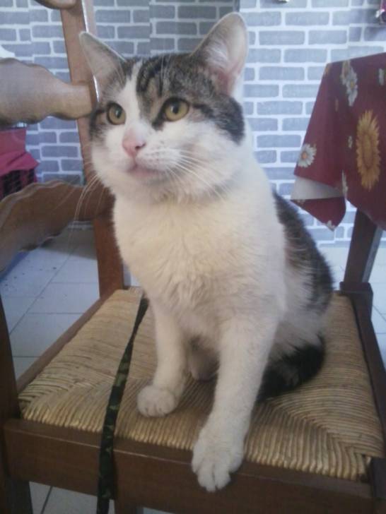 Tigrou - Mâle (4 ans)