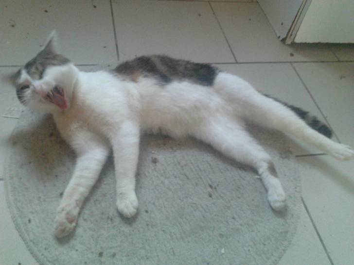 Tigrou - Mâle (4 ans)