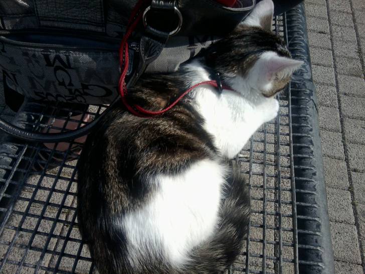 Tigrou - Mâle (4 ans)