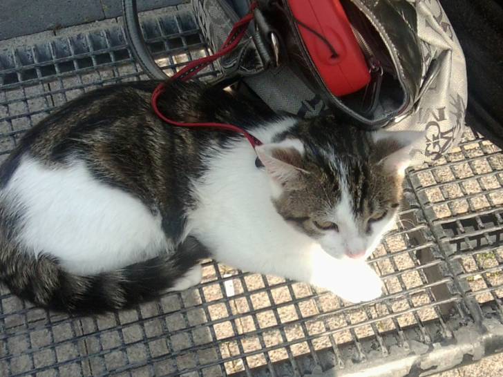 Tigrou - Mâle (4 ans)