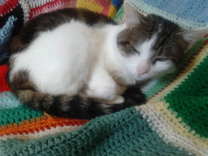 Tigrou - Mâle (4 ans)