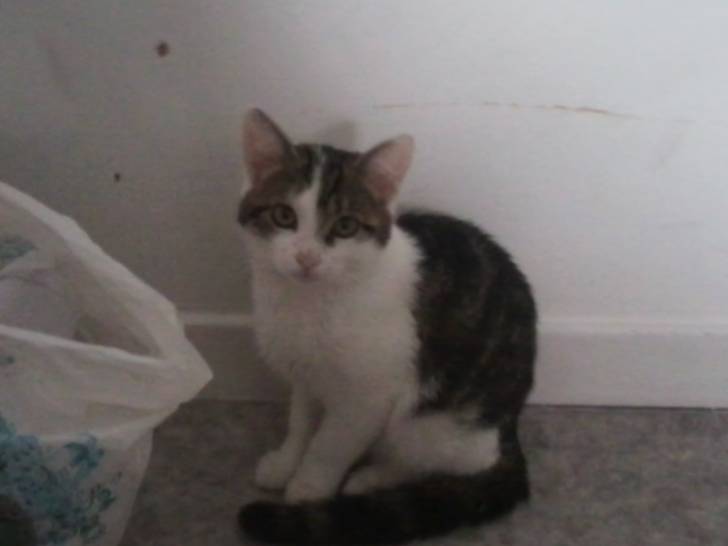 Tigrou - Mâle (4 ans)