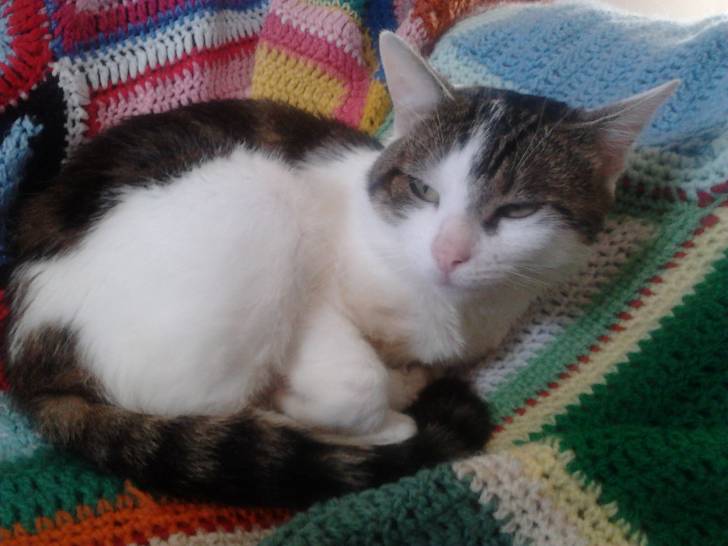 Tigrou - Mâle (4 ans)